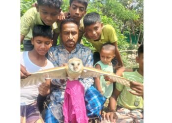 বিরল প্রজাতির পেঁচা উদ্ধার, অন্ধকারে অবমুক্ত