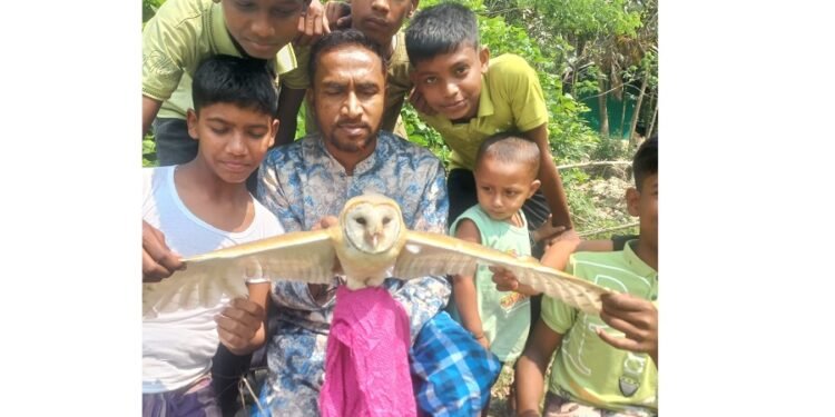 বিরল প্রজাতির পেঁচা উদ্ধার, অন্ধকারে অবমুক্ত