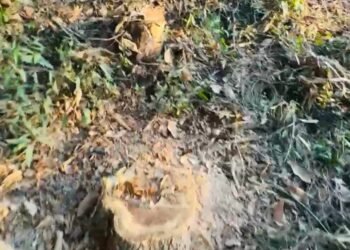 মিরসরাইয়ে জোরপূর্বক গাছ কেটে নেয়ার অভিযোগ