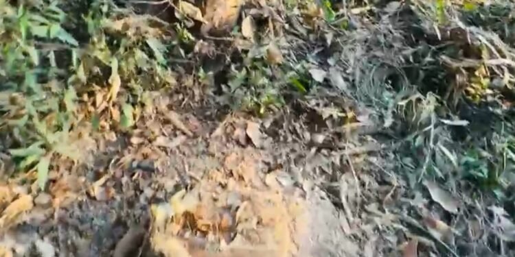 মিরসরাইয়ে জোরপূর্বক গাছ কেটে নেয়ার অভিযোগ